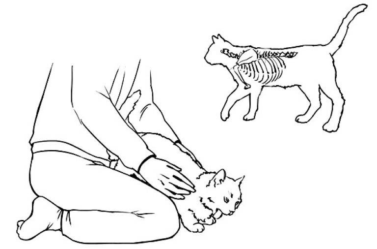Что делать если кошка подавилась – как вовремя помочь питомцу?