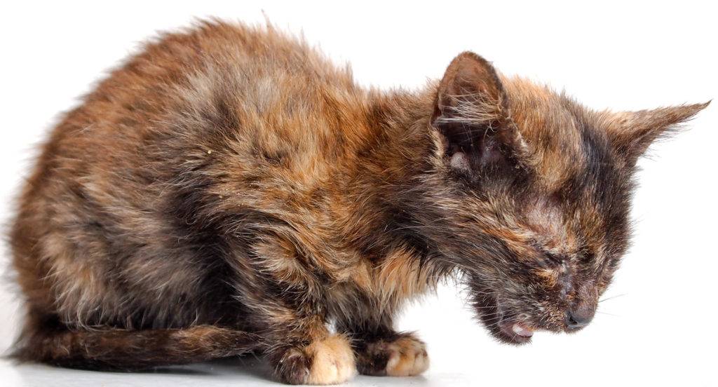 Панлейкопения у кошки: симптомы и лечение заболевания