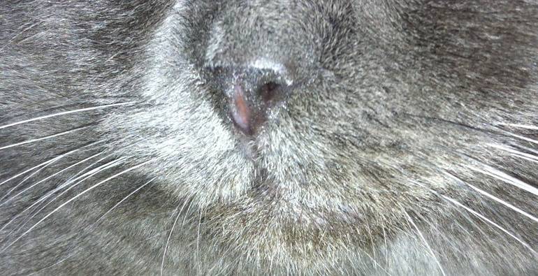 Черный нос у кошки, белый, с корочками или грязный: причины изменений