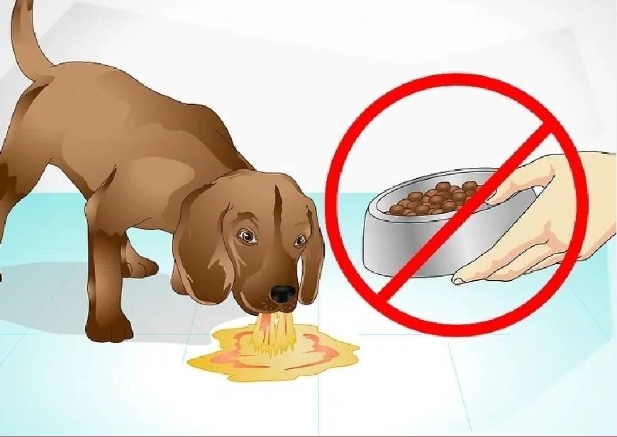 Рвота непереваренной пищей у собаки