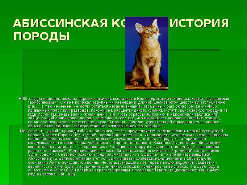 Невская маскарадная кошка: фото, описание породы, характер, окрасы, вес, отзывы, чем кормить?
