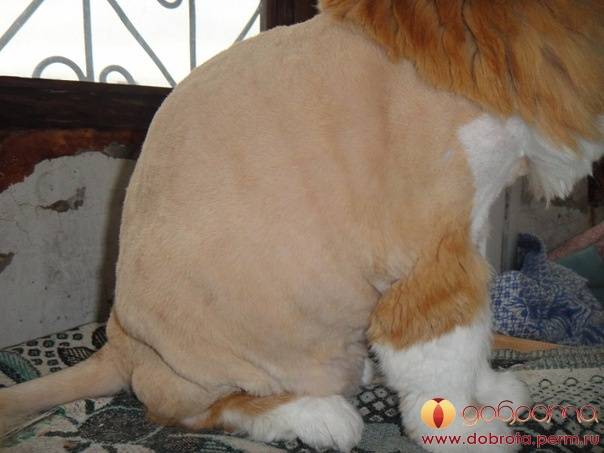 Курдюк у кошки: почему висит кожа на животе между задними лапами