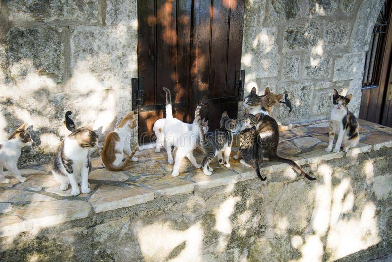Работа мечты - уход за кошками на греческом острове - gafki.ru