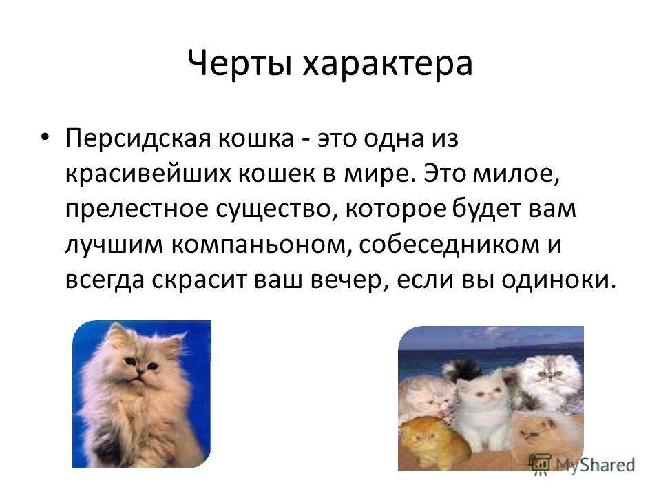 Как долго живут персидские кошки - продолжительность жизни