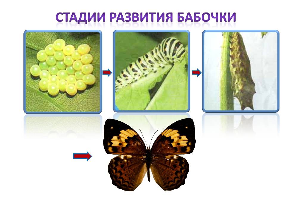 Необъяснимый метаморфоз насекомых. бабочки анатомия бабочки размножение бабочек