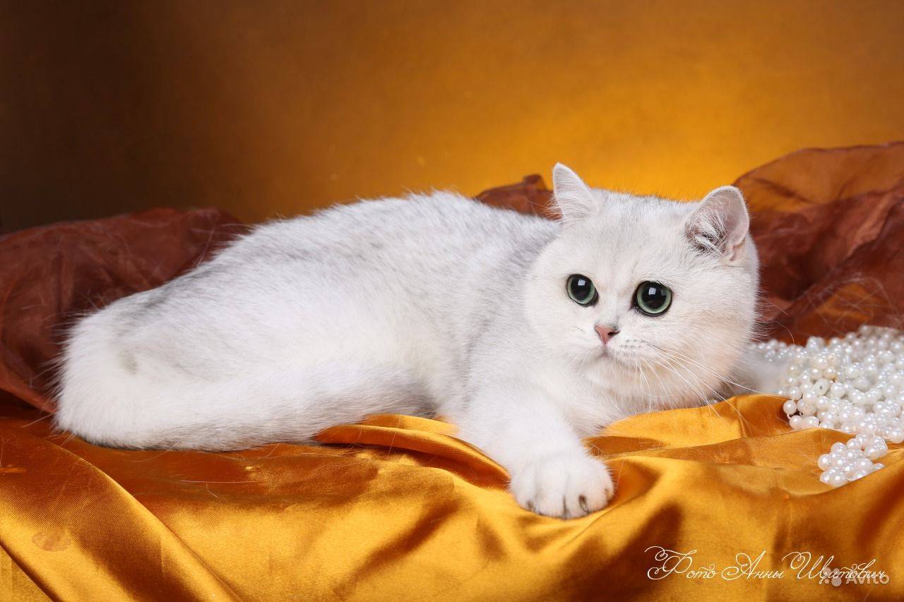 ᐉ содержание золотой шиншиллы: особенности, уход за британским котом, фото кошки - zoovet24.ru
