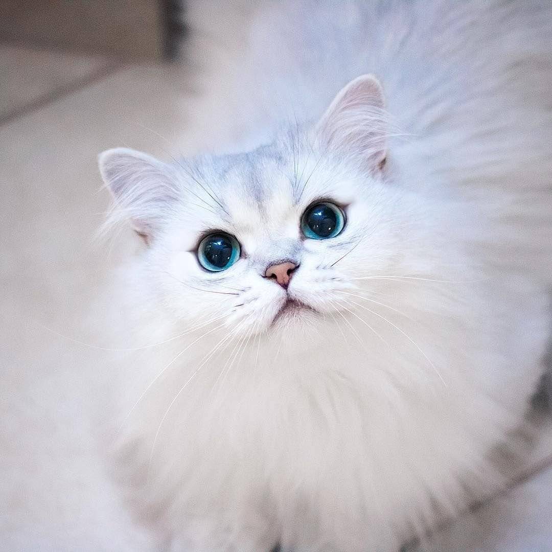 Особенности белых кошек с голубыми глазами