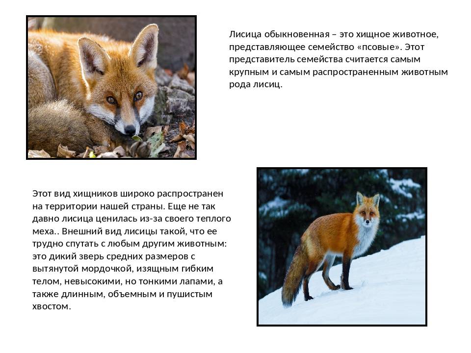 Виды лис. описание, особенности, названия и образ жизни видов лисиц