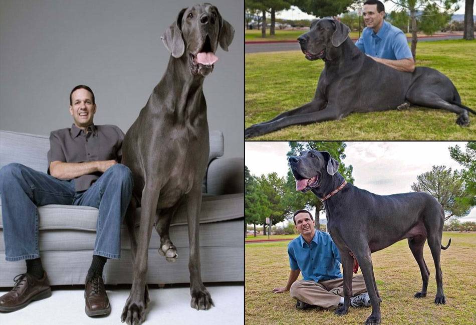 Самая большая в мире собака – топ 10 гигантов | звери дома