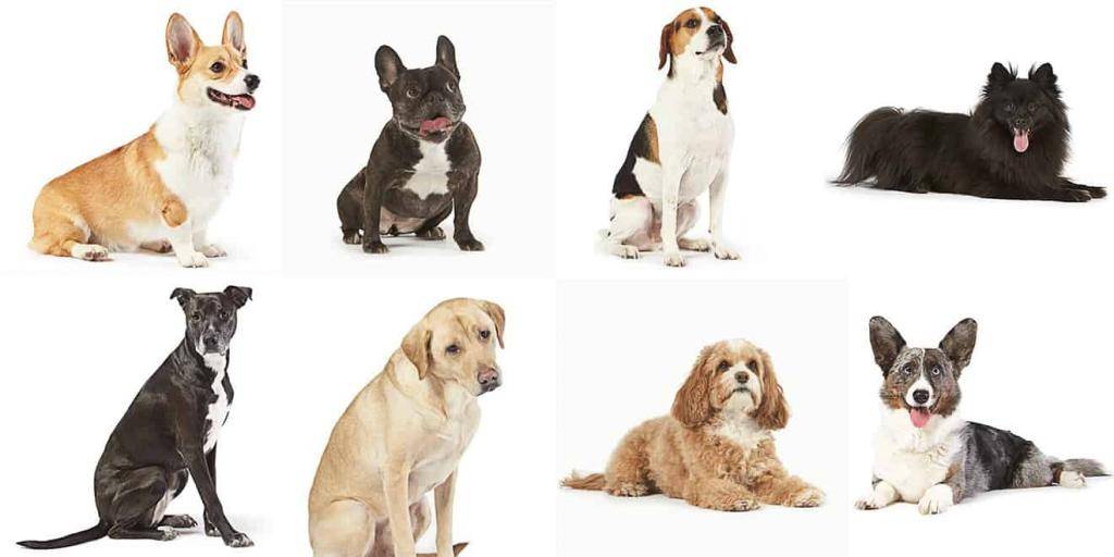 Гладкошерстные собаки среднего размера – 33 породы