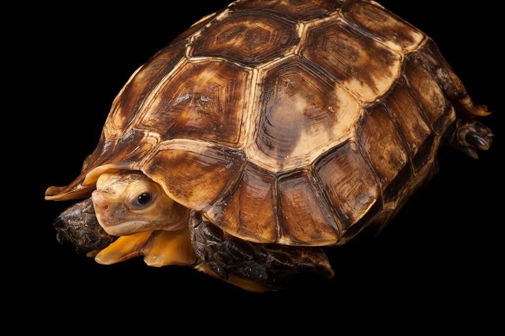 Черепахи Киникс: содержание в неволе