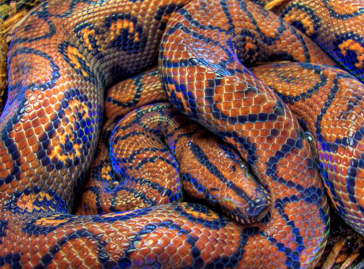 Змея удав: особенности, виды, окрас, повадки, как выглядит, размеры, в чем опасность, как отличить, что едят, сколько живут