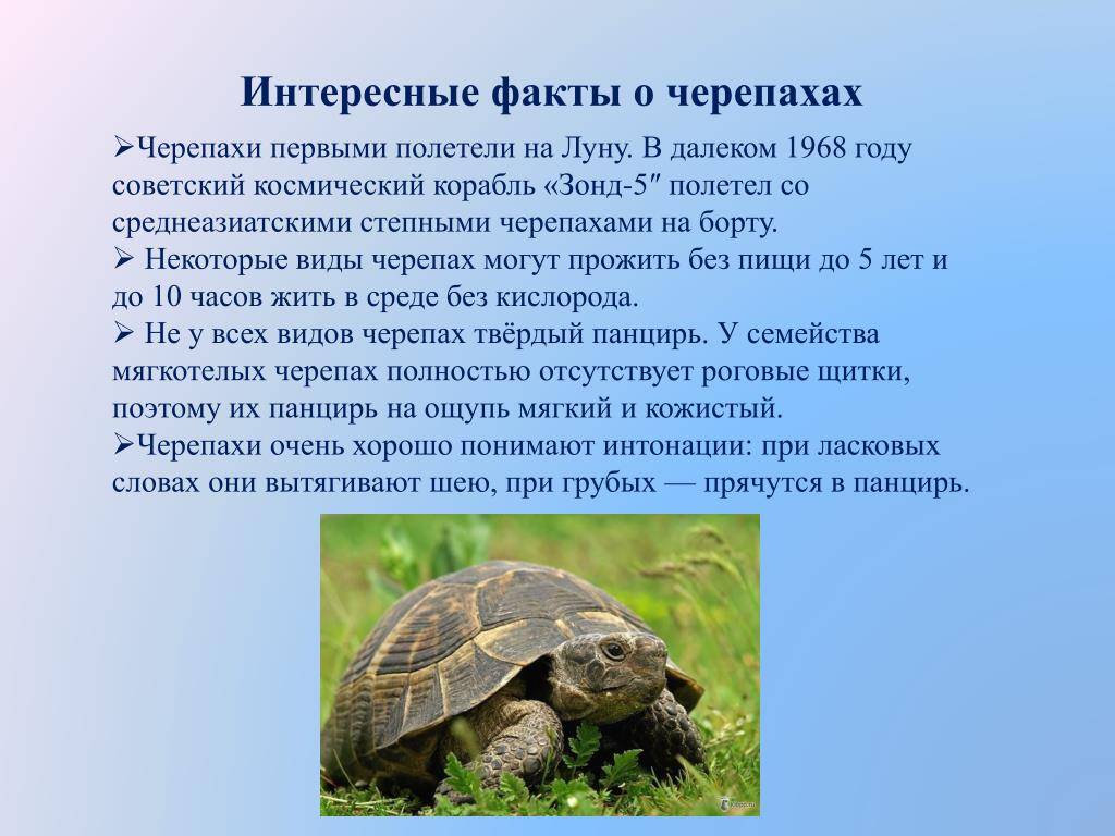 Мифы и заблуждения о черепахах (зооафиша) | meduza4u