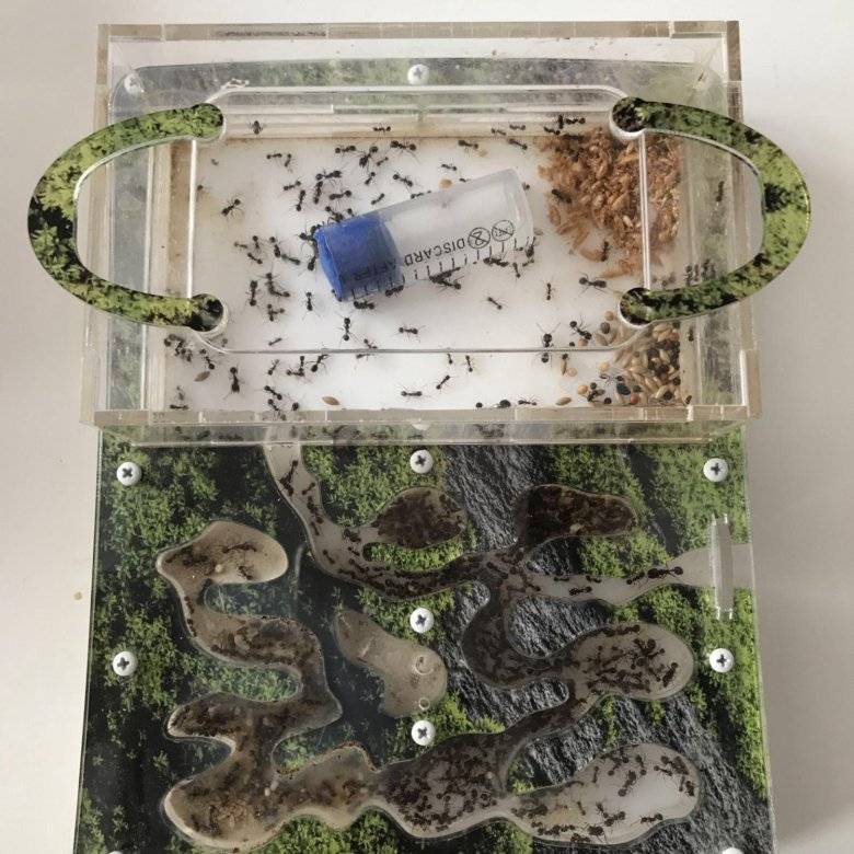 Как сделать муравьиную ферму своими руками: материалы, плюсы и минусы такого формикария для муравьев