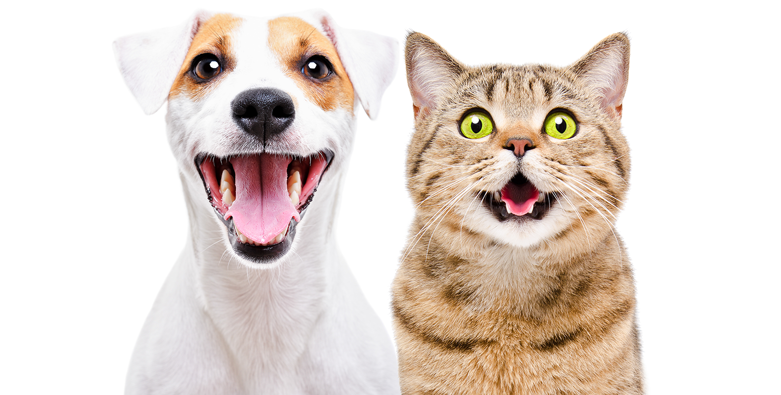 Радостные кошки и собаки