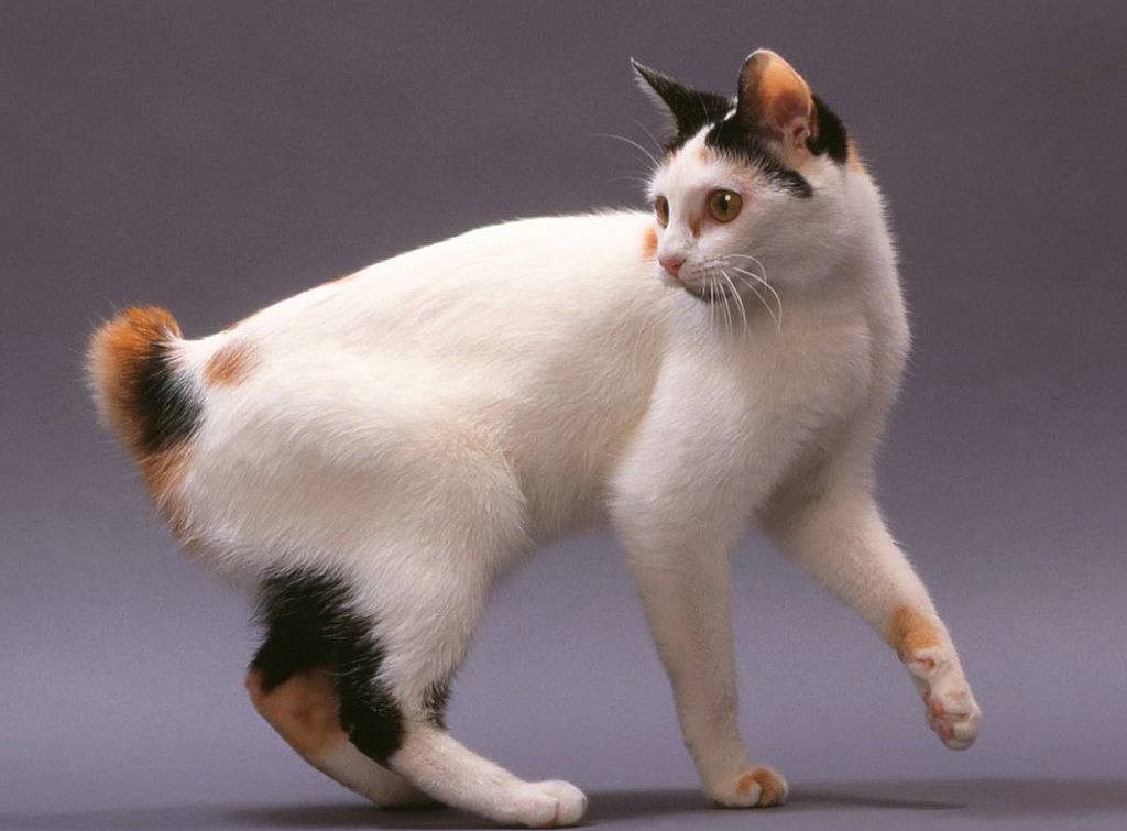Японский бобтейл  фото кошки, история и описание породы, характер, уход