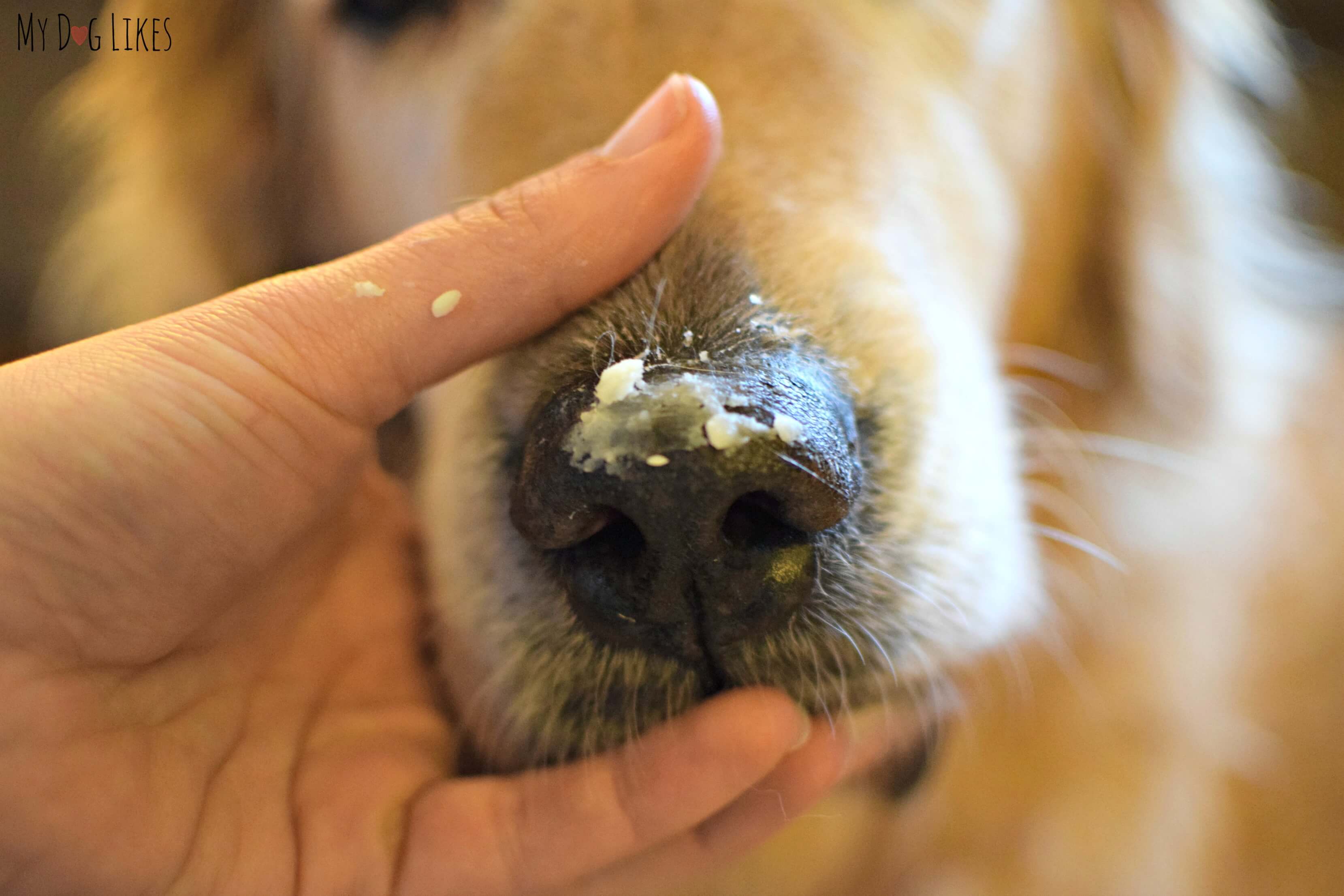 Горячий и сухой нос у собаки: причины