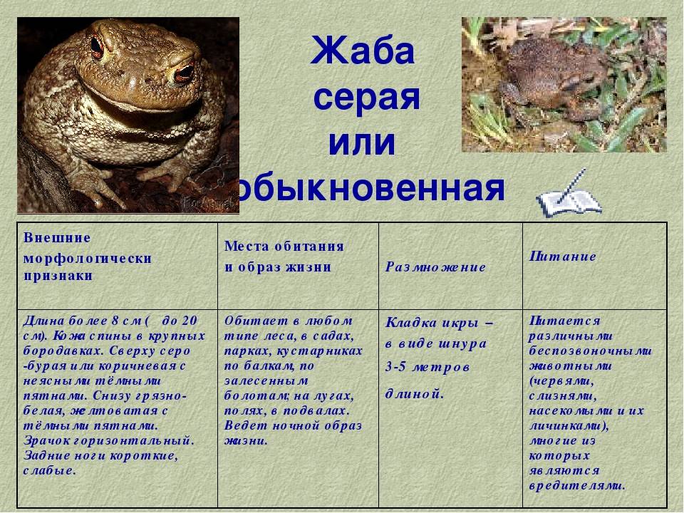 Степная ящерица: фото и описание, образ жизни и среда обитания