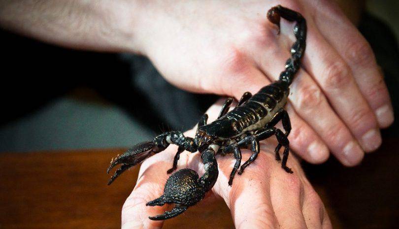 Содержание скорпиона в домашних условиях - ответы и советы на твои вопросы