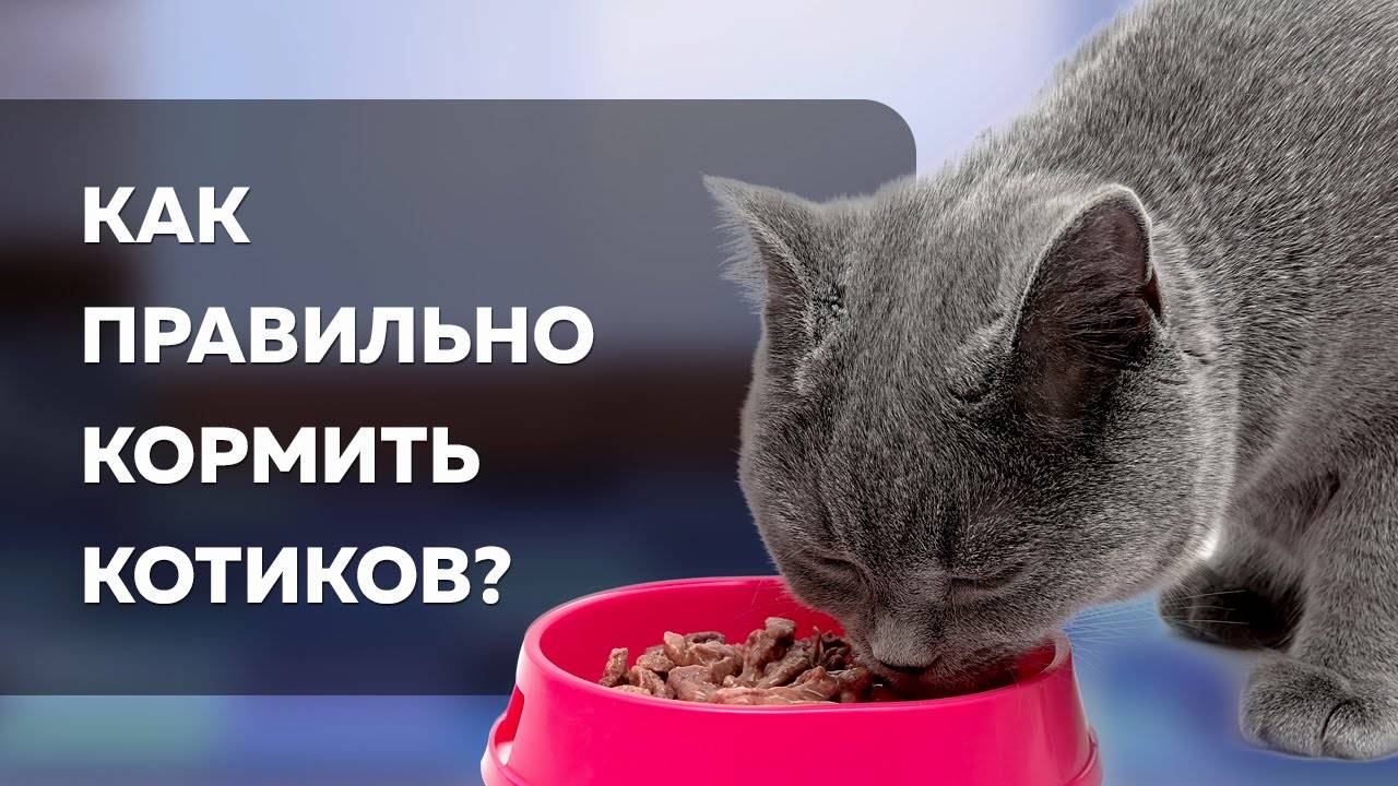 Чем кормить стерилизованную кошку в домашних условиях