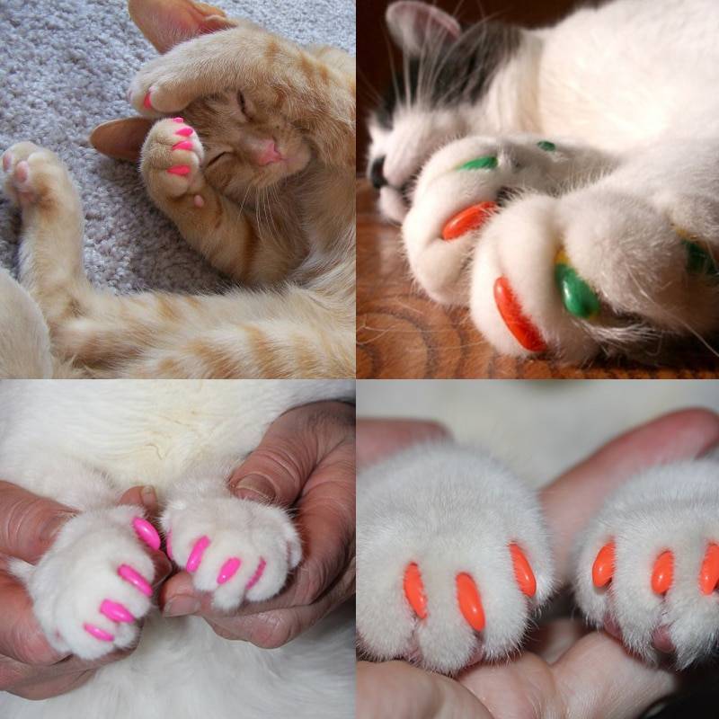 Силиконовые накладки на когти для кошек: колпачки, насадки, наклейки, накладные ногти, чехлы, накогтники, антицарапки