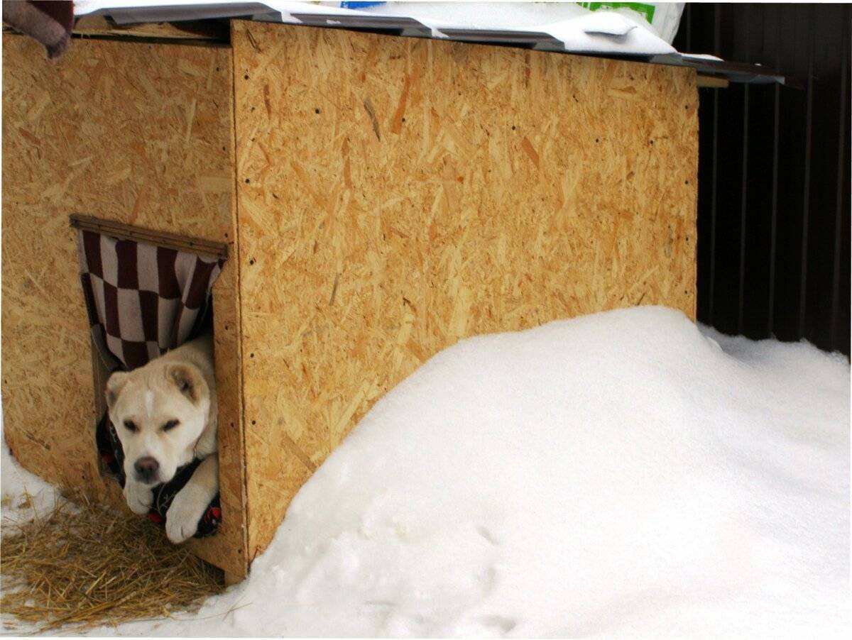 Лабрадор может ли жить на улице зимой: как приучить к туалету, каким должен быть размер будки и вольера и как переносит холод