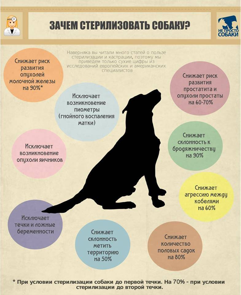 Стерилизация собак: виды, способы и методы