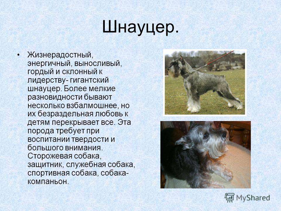 Все о шнауцерах: характеристики собак, особенности содержания цвергшнауцеров