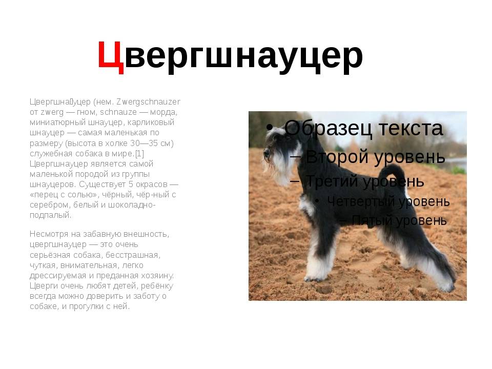 Миттельшнауцер: фото и описание породы собак
миттельшнауцер: фото и описание породы собак