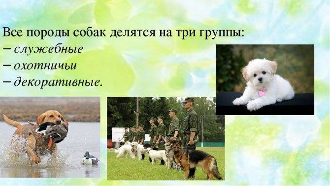 ᐉ классификация собак: группы пород по параметрам ркф и fci - kcc-zoo.ru