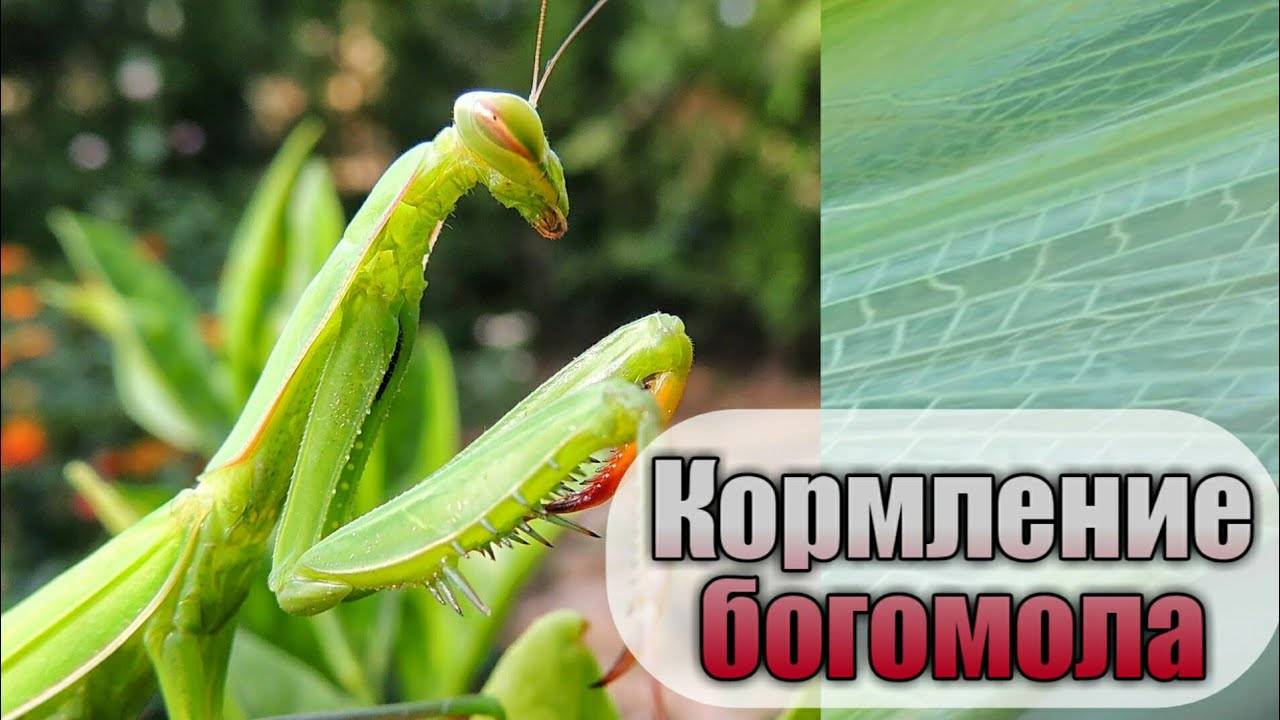 Богомол — описание, основные враги, сроки жизни, среда обитания, питание и размножение + 82 фото