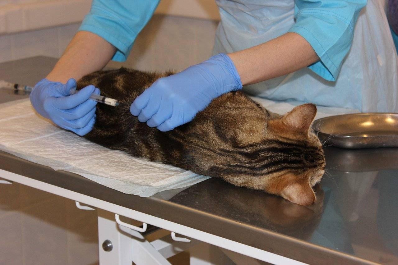 Стерилизация кошек во время течки: за и против