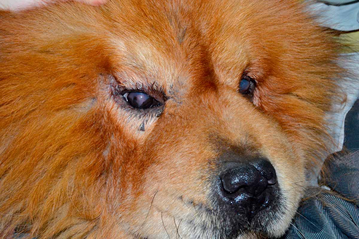 У собаки текут глаза: причины, что делать, как помочь и чем лечить