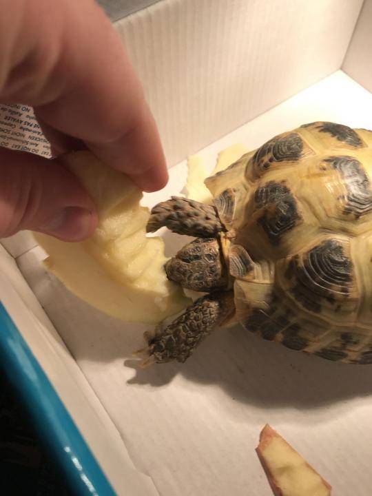Как выбрать морскую черепаху для дома | блог ветклиники "беланта"