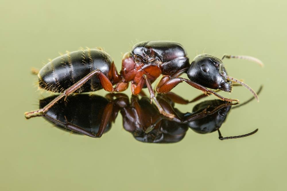 Camponotus nicobarensis — неприхотливые тропические муравьи