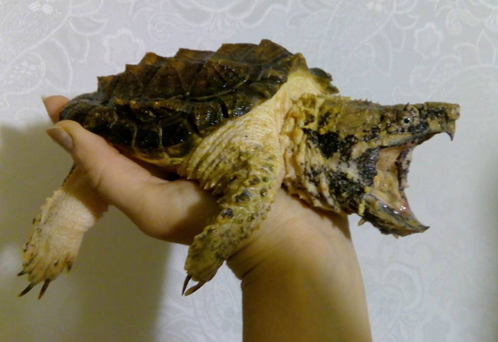 Черепахи водные домашние, маленькие: уход и содержание в аквариуме в домашних условиях