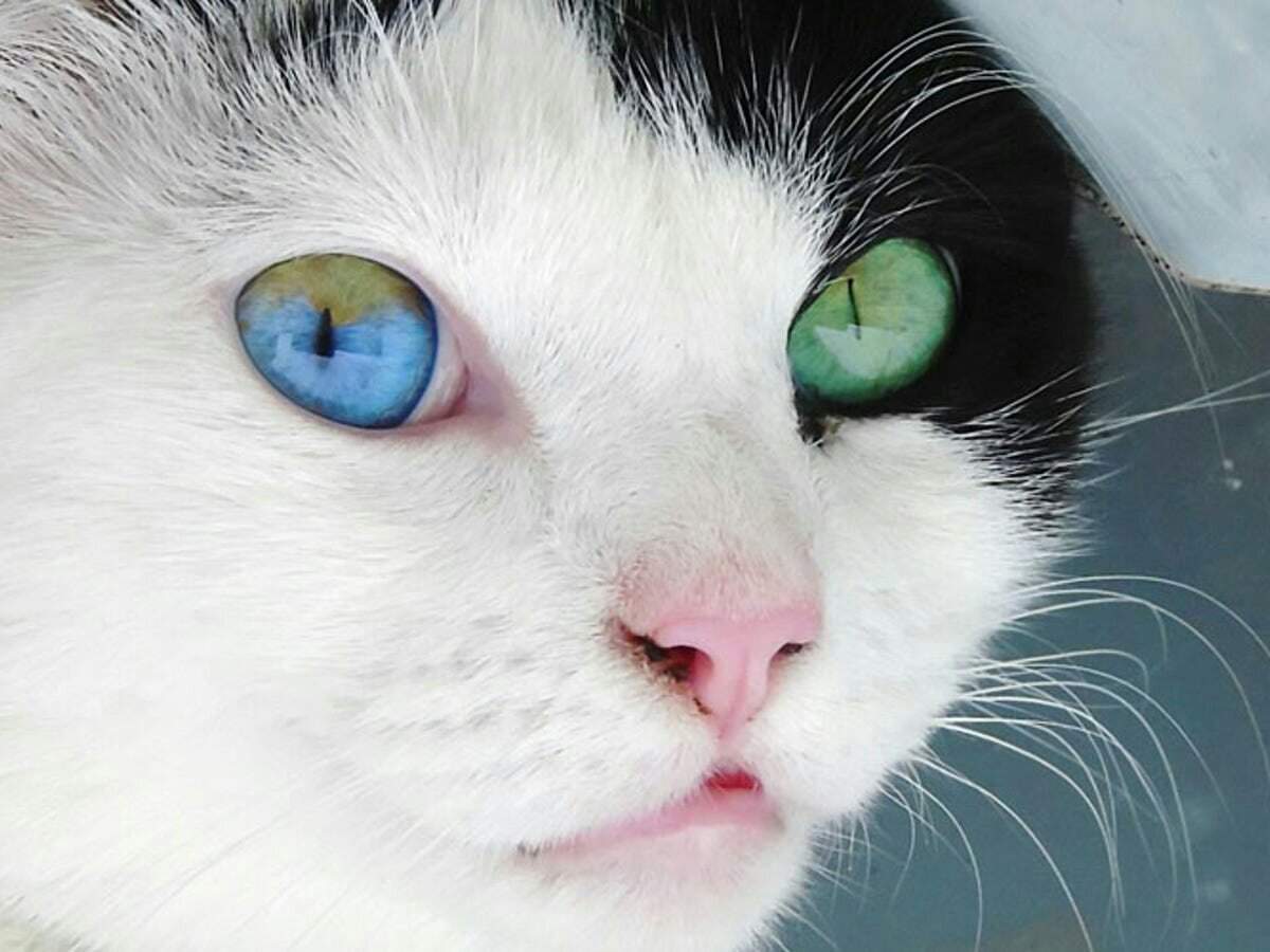 Гетерохромия или почему у кошек разные глаза