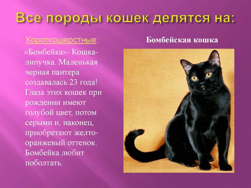 Загадочные чёрные кошки: всё об их окрасе