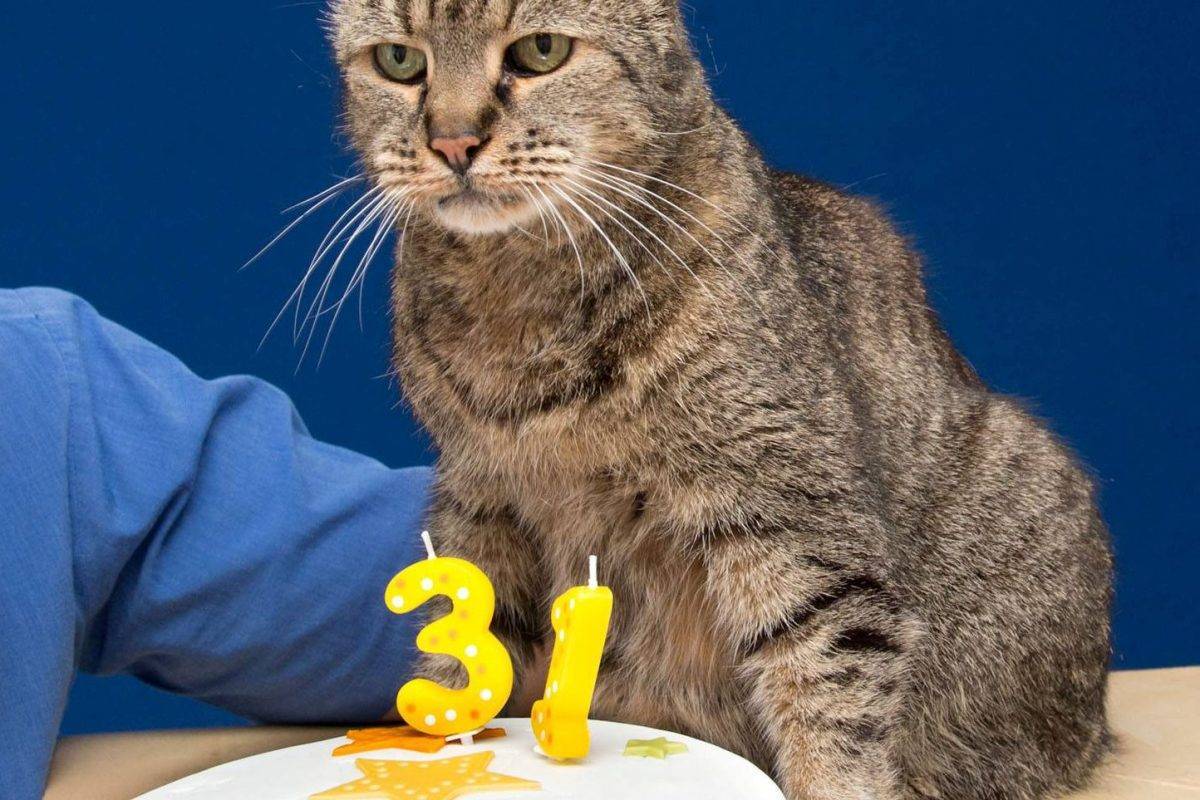 Сколько прожил самый старый кот? всё про кошек долгожителей!