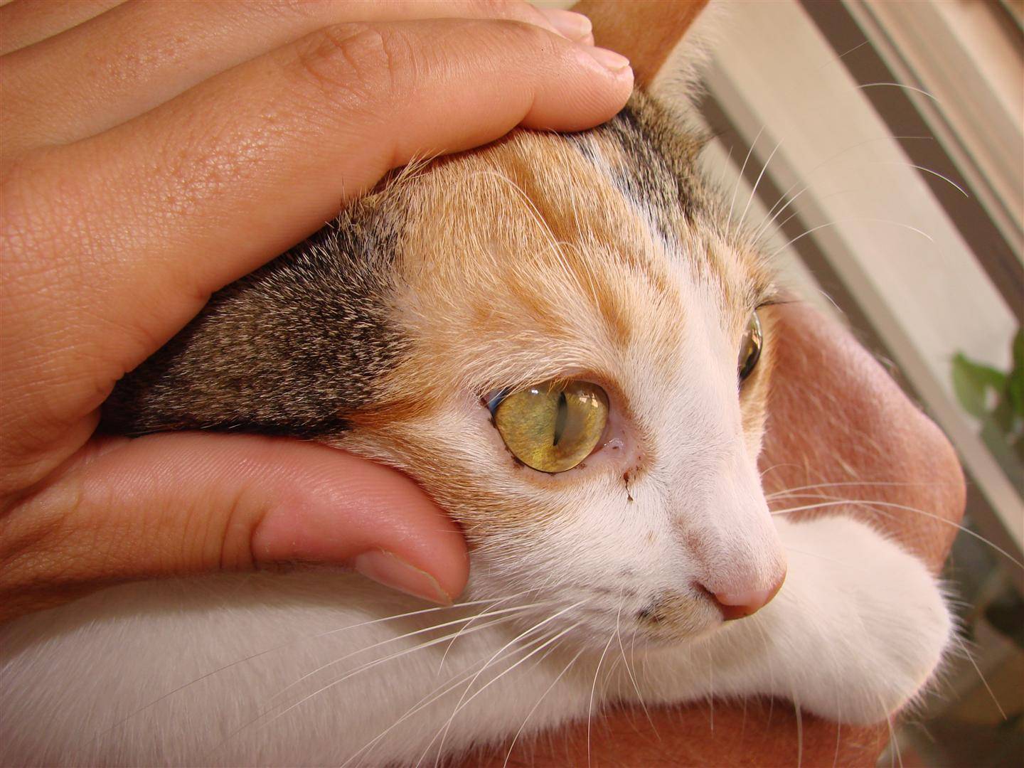 7 причин почему у кошки текут глаза - симптомы, лечение