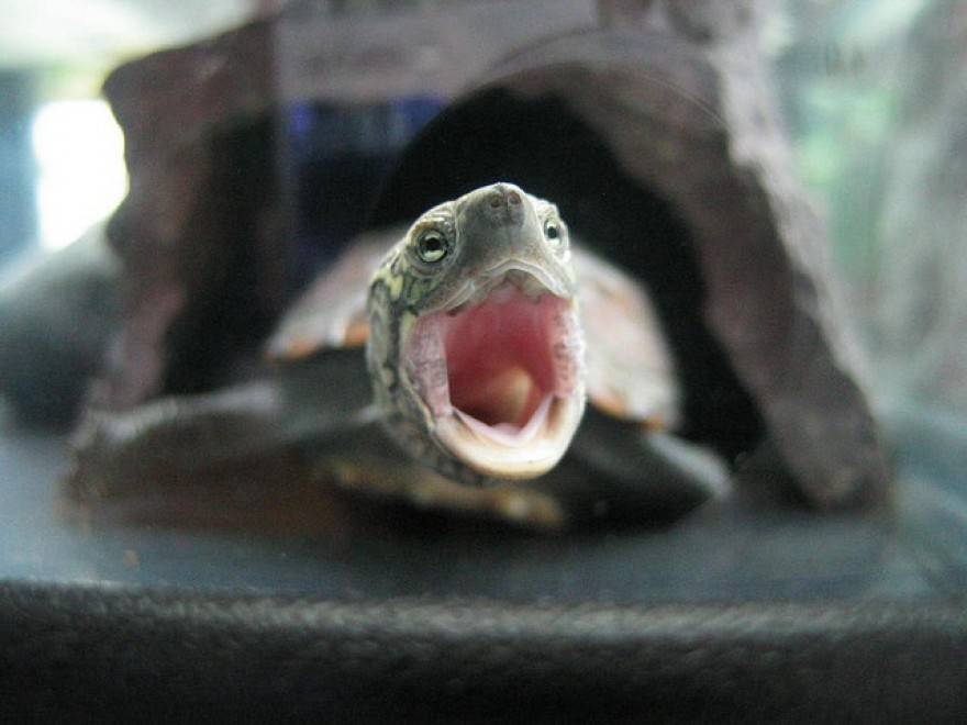 Как открыть рот черепахе? как открыть рот черепахе почему красноухая черепаха открывает рот.