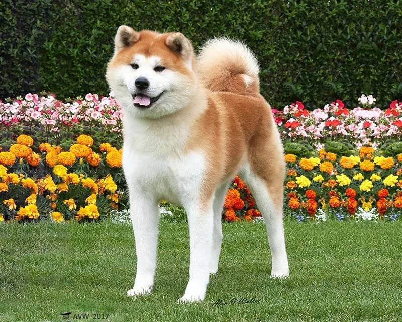Акита-ину — японская собака