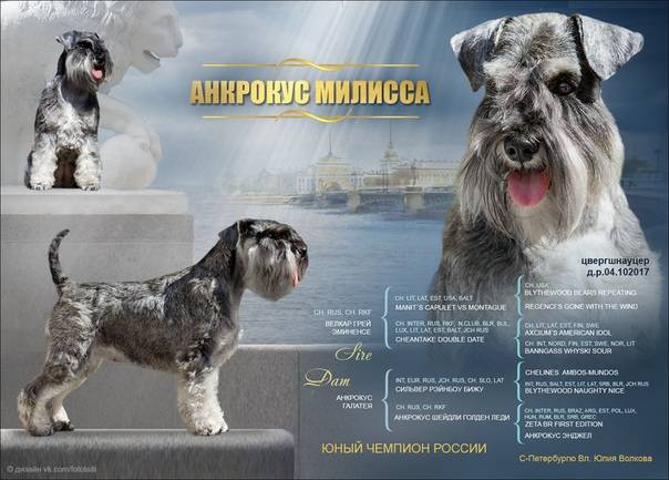 Служебная порода собак - шнауцеры. 50+ фото. характер, поведение в семье. особенности содержания шнауцера
