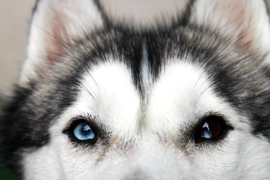 Собака с голубыми глазами: красивые породы