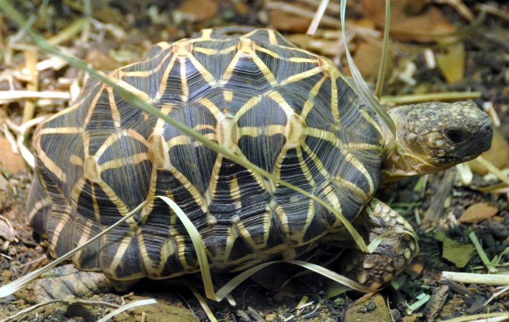 Домашние черепахи – виды сухопутных и водных домашних черепах | фото и описание