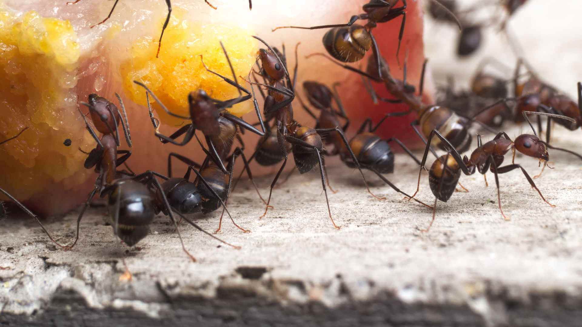 Большие и маленькие муравьиные фермы