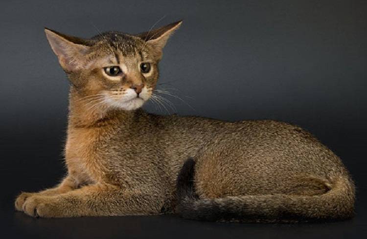 Чаузи: история порорды, внешность, характер и условия содержания кошки | ваши питомцы