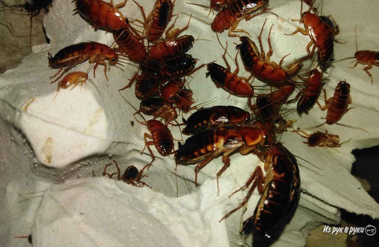 Как правильно разводить туркменского таракана - описание насекомого и оптимальных условий содержания