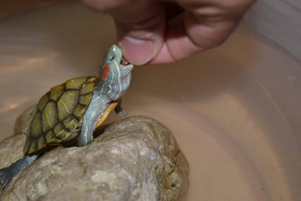 Почему красноухая черепаха не ест и что делать