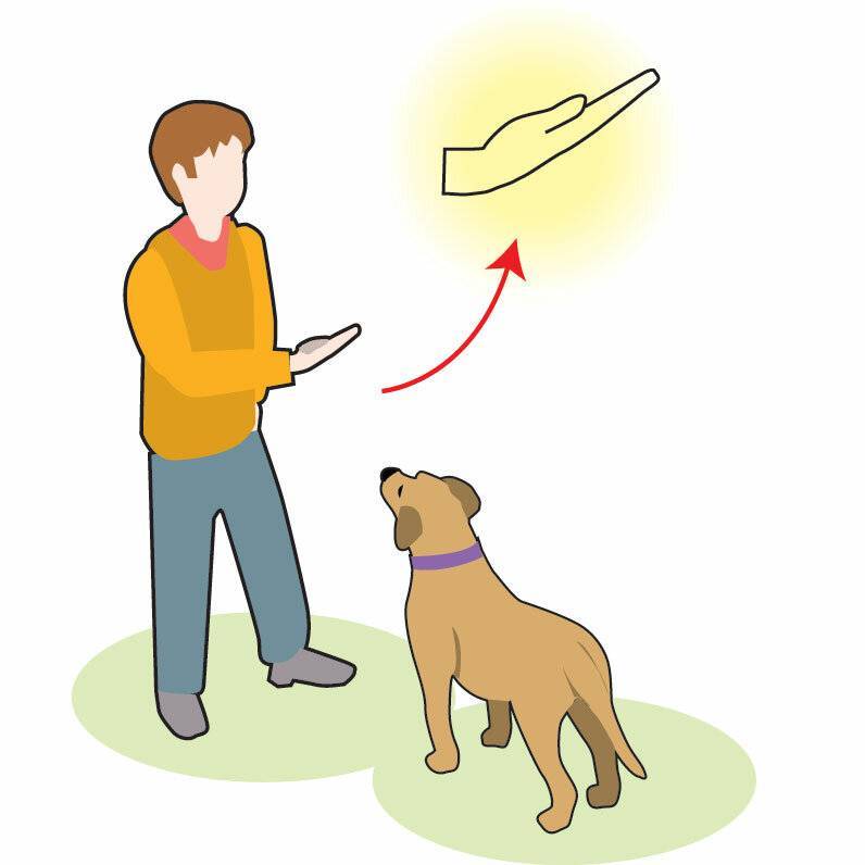 Как научить собаку команде «дай лапу»: дрессируем как профессионал. как научить собаку давать лапу